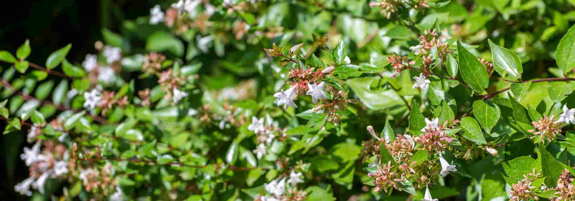 7 dwarf Abelia