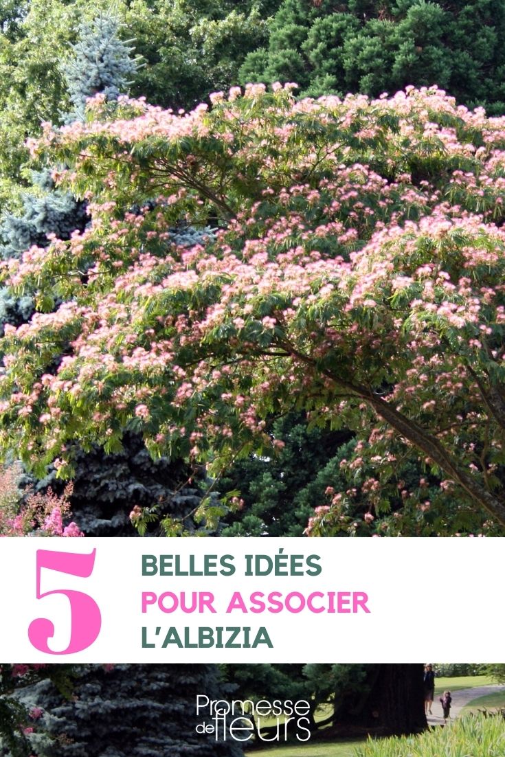 Albizia Associations in the Garden