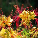 6 pairing ideas with Caesalpinia gilliesii
