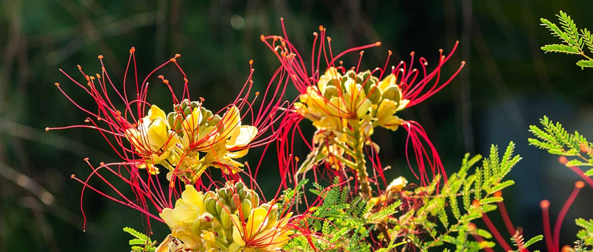 6 pairing ideas with Caesalpinia gilliesii