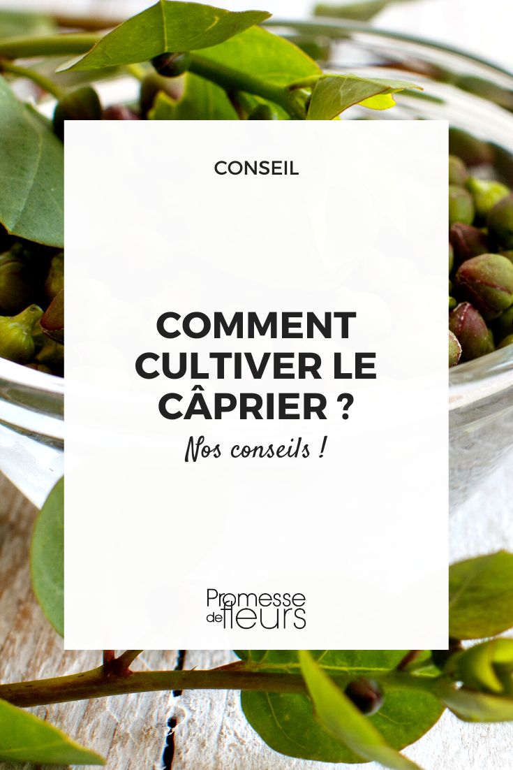 Sorry, but the text to be translated is empty. If you have any other text to translate, feel free to submit it.