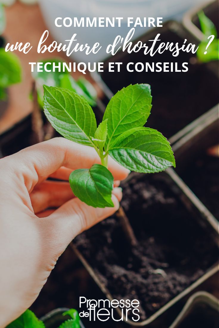 propagate hydrangea by cutting