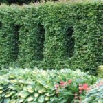 How to plant at the base of a hedge?