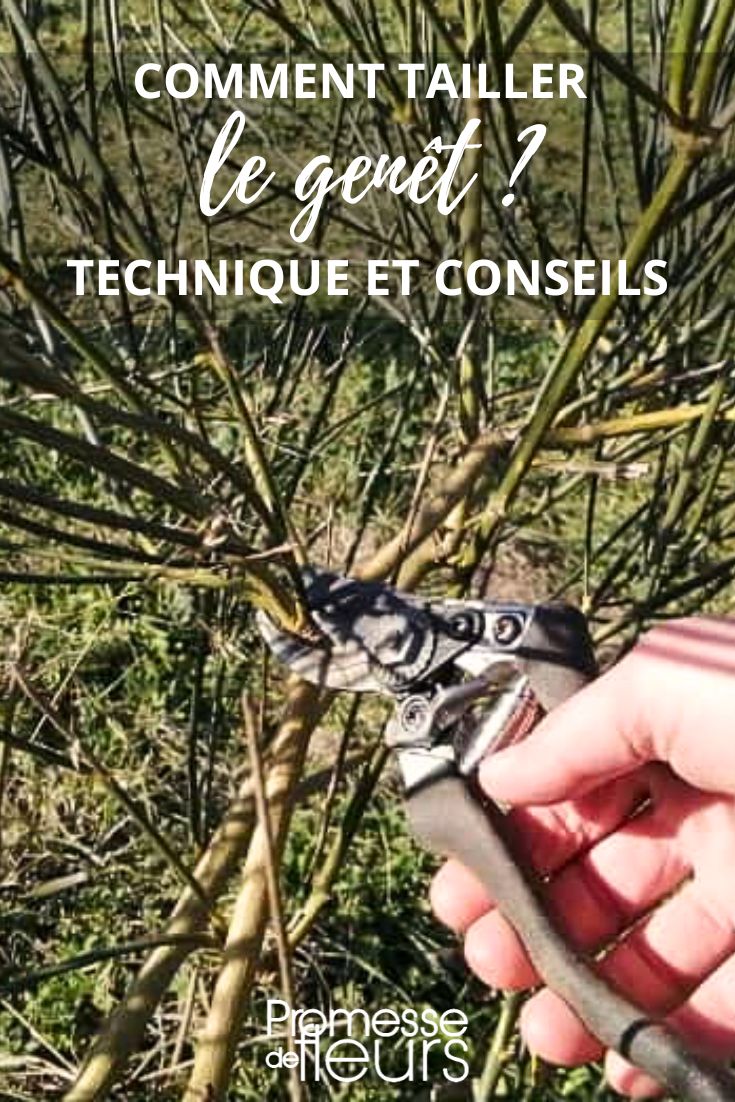 pruning genista