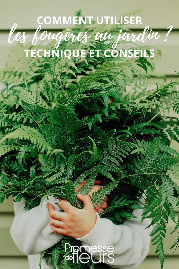 fern manure mulching winter protection