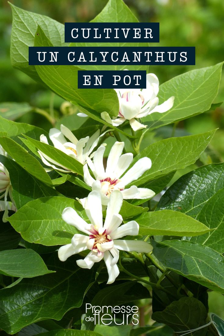 Calycanthus in a pot or container