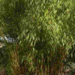 Fargesia: the most beautiful varieties