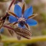 How to sow borage easily for a flower-filled, edible garden?