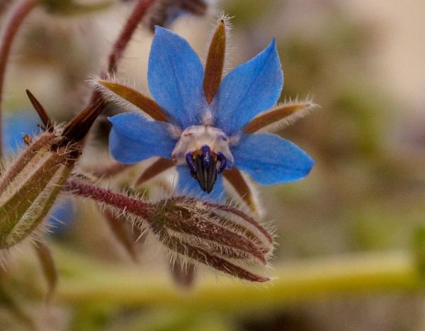 How to sow borage easily for a flower-filled, edible garden?