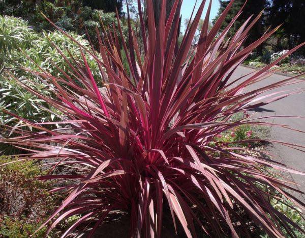 How to propagate Cordyline?