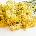 How to dry and store Helichrysum or curry plant properly?