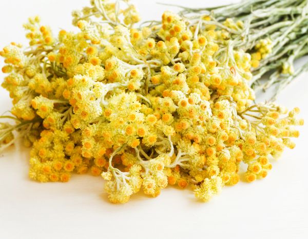 How to dry and store Helichrysum or curry plant properly?