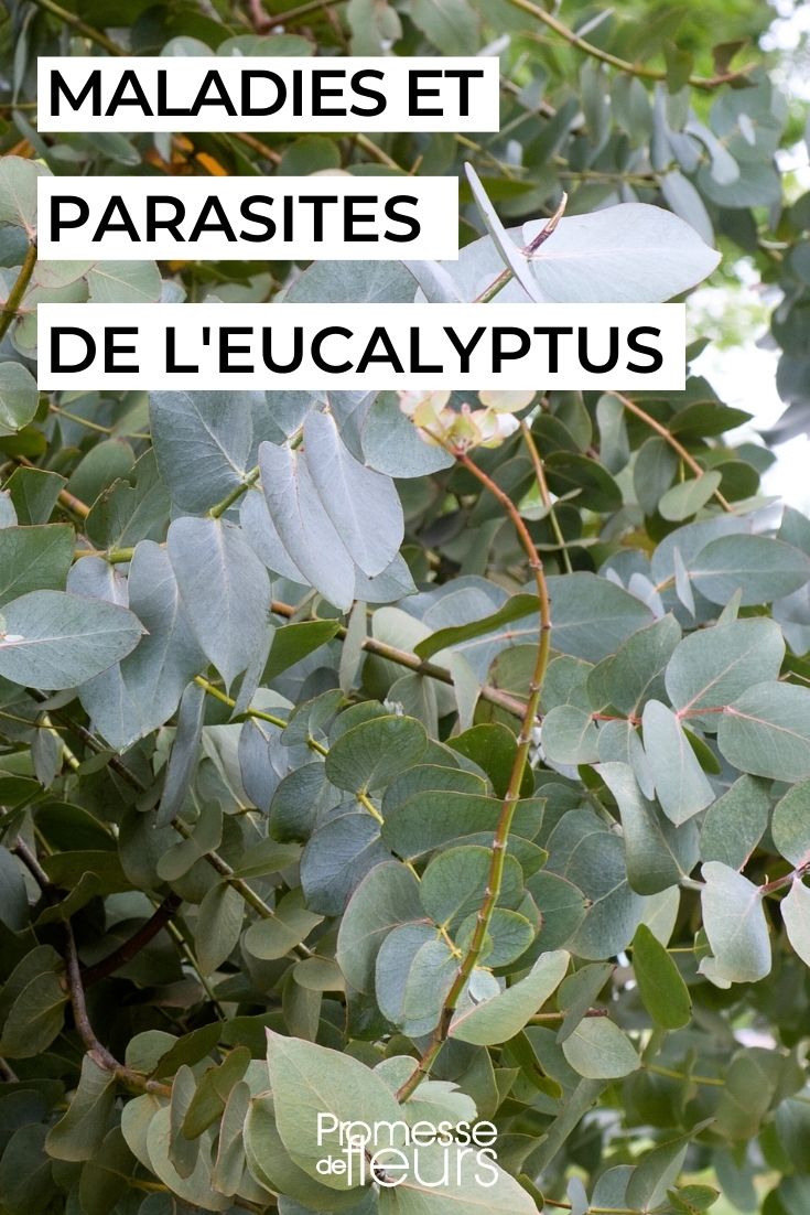 How to care for a eucalyptus