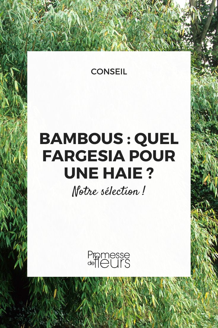 Fargesia bamboo hedge