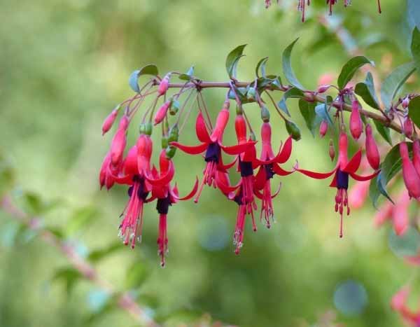 How to prune a Fuchsia?