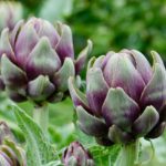 How to divide artichokes?