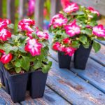 How to sow impatiens?