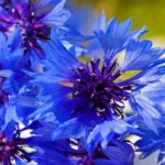 How to sow cornflower?