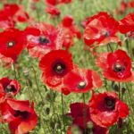 How to sow poppies (Papaver rhoeas)