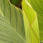 How to choose a Canna?