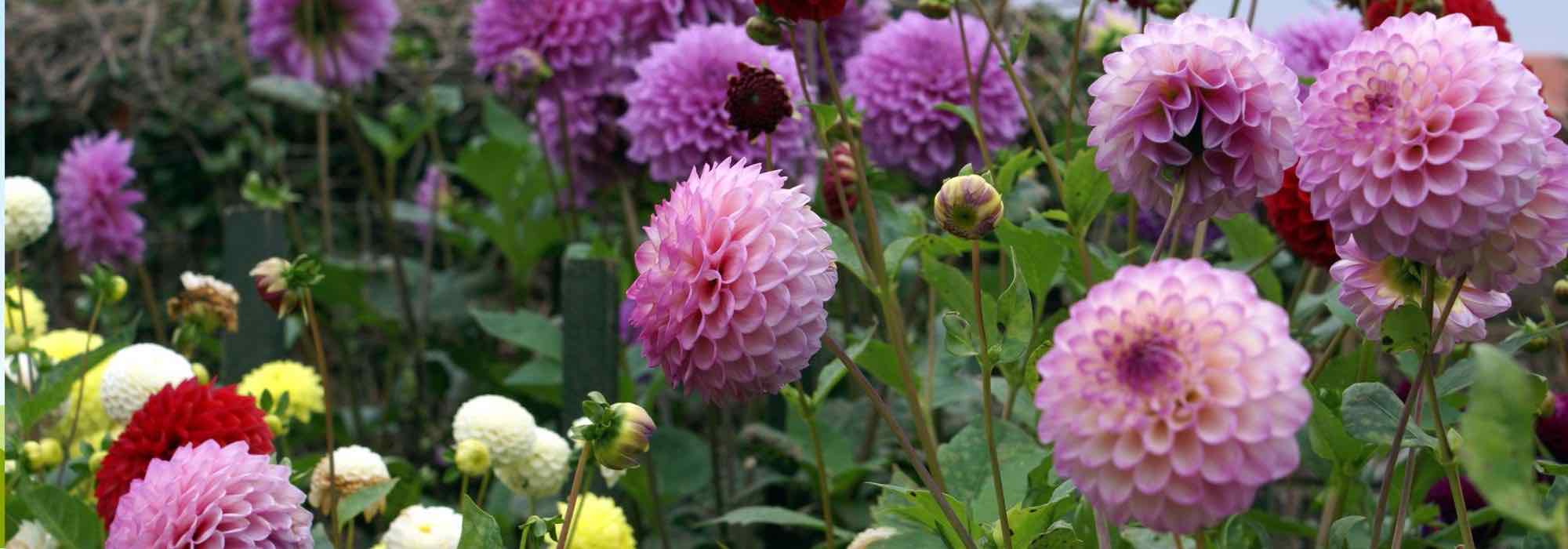 Planting dahlias: 8 common mistakes to avoid