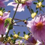 5 Giant Dahlias to plant at the back of a bed