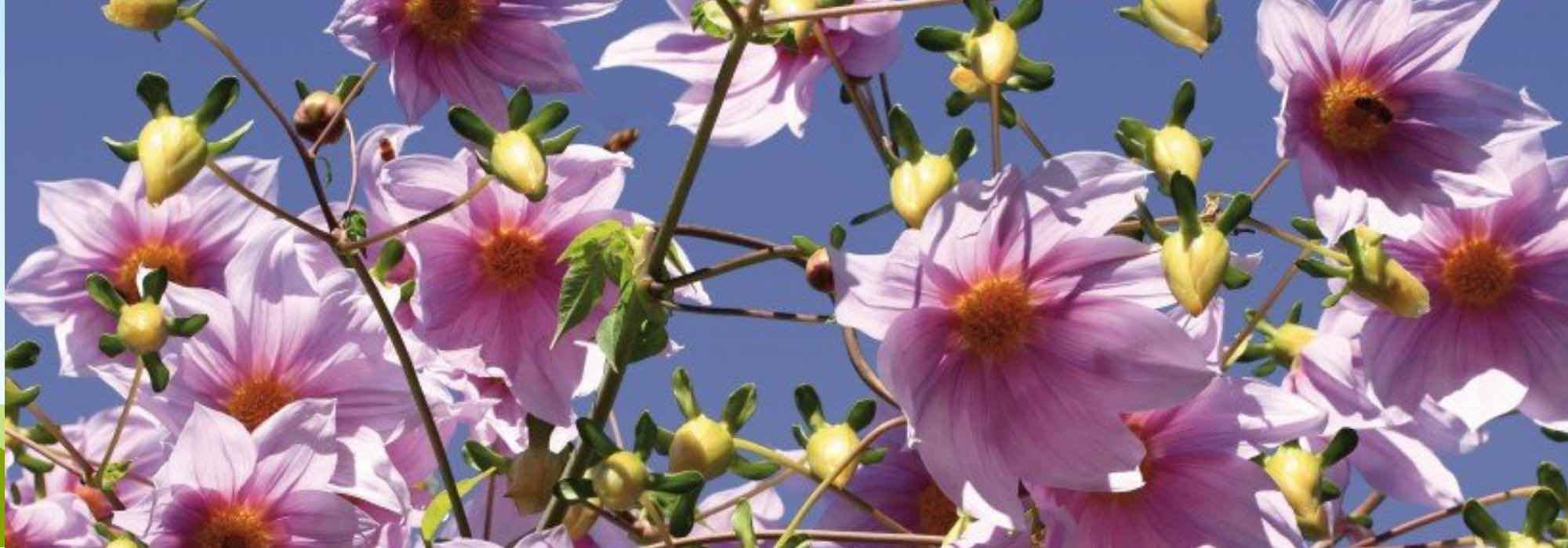 5 Giant Dahlias to plant at the back of a bed