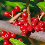 Growing Japanese Goumi for its edible fruits