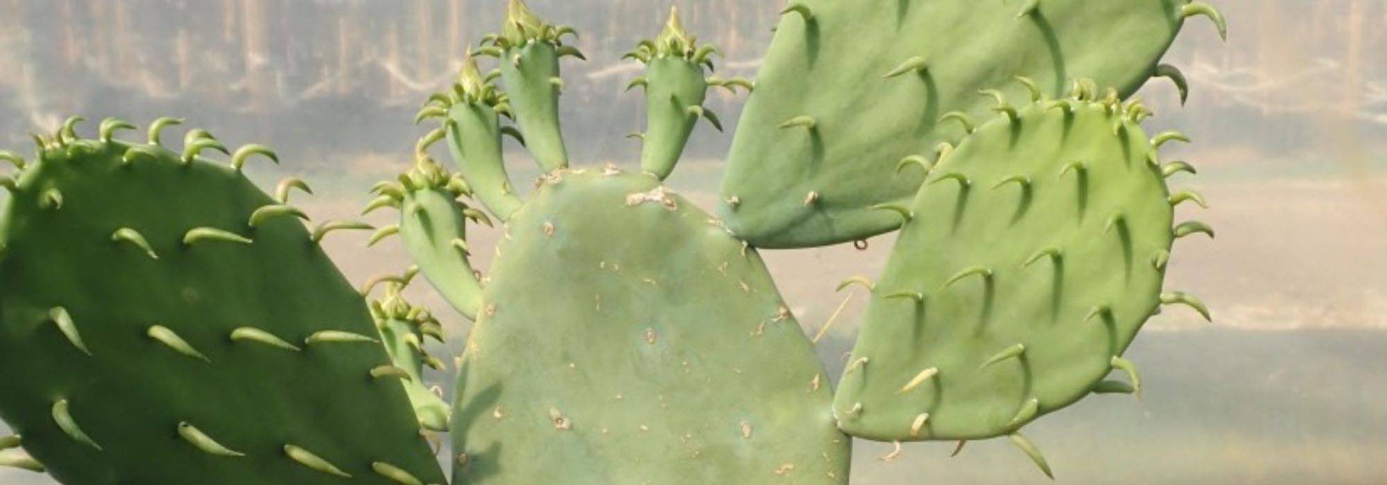 7 Hardy Opuntia to plant almost anywhere in France