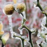 6 cold-hardy citrus trees
