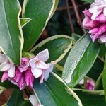 Growing Daphne in pots