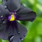 5 precious flowers for summer flowering