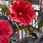 6 ideal plants to create a rain garden