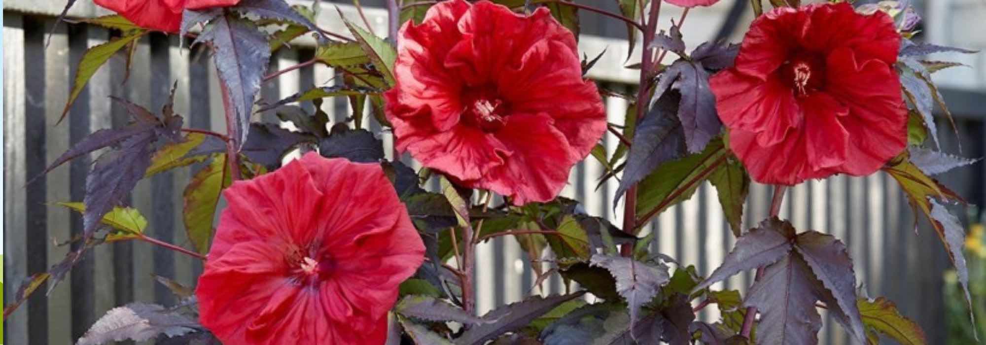 6 ideal plants to create a rain garden