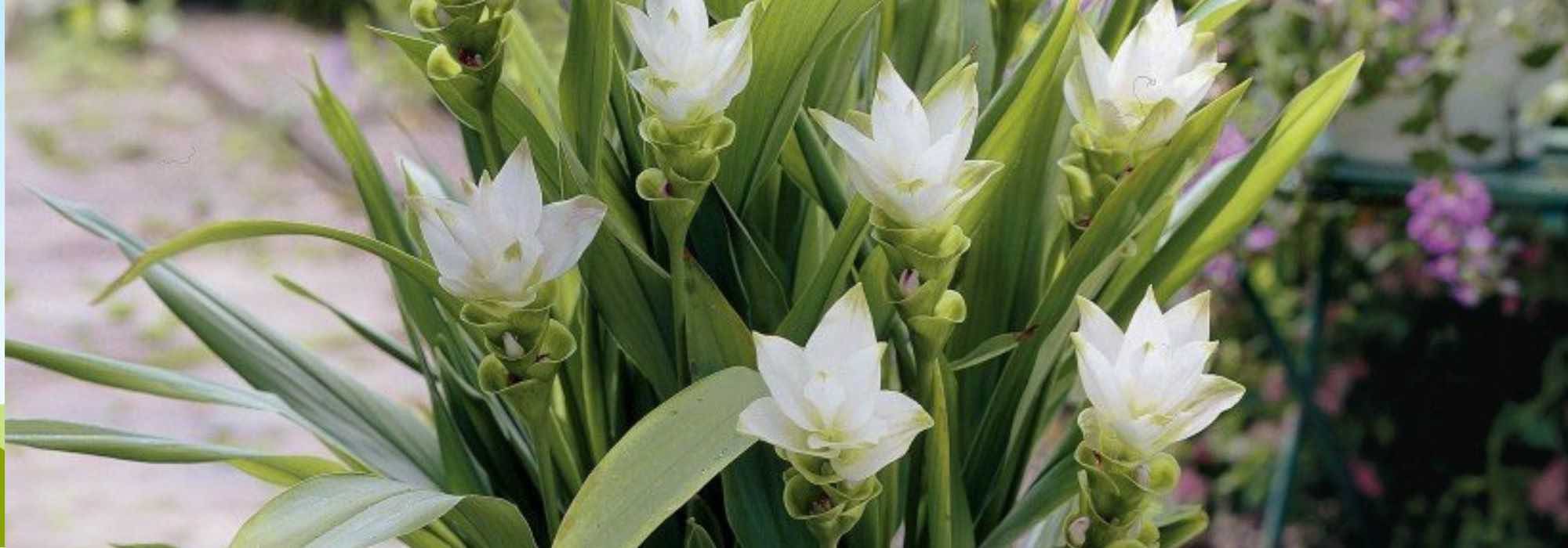 6 pretty spring-flowering flowers
