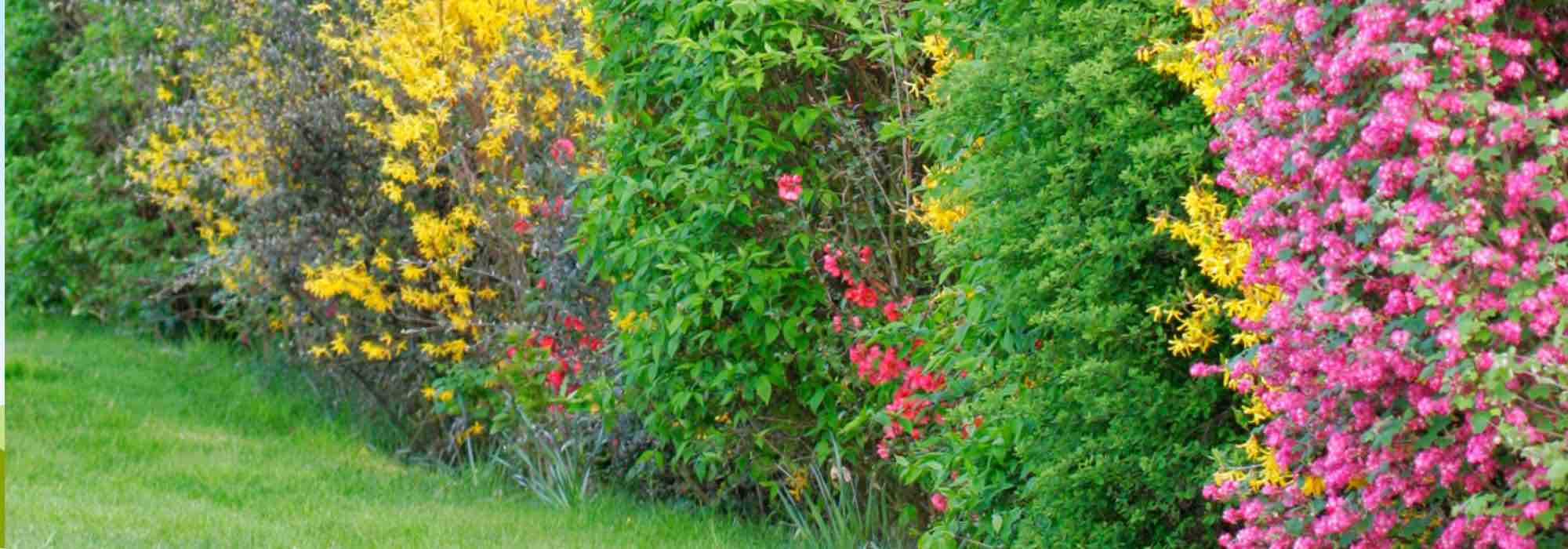 How to replace a conifer hedge?