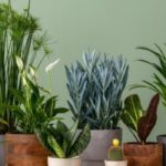 How to care for indoor plants according to the seasons?