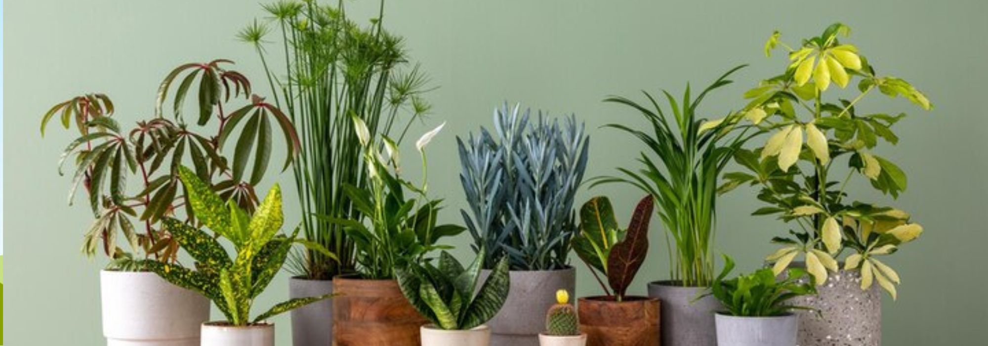 How to care for indoor plants according to the seasons?