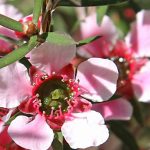 Pairing ideas with Leptospermum