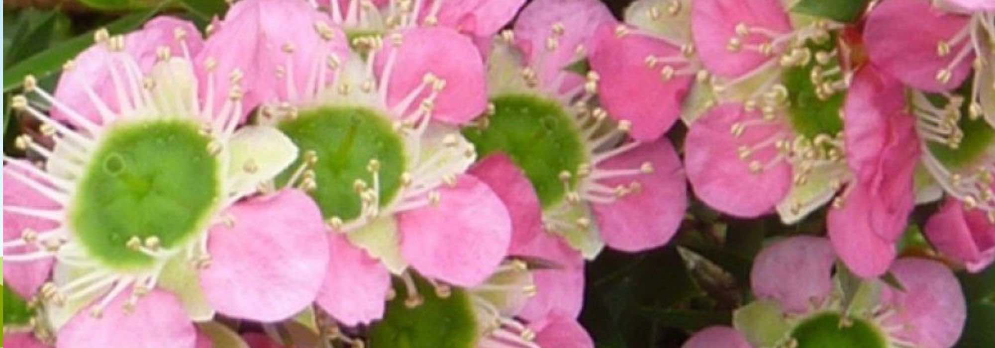 Leptospermum: the most beautiful varieties