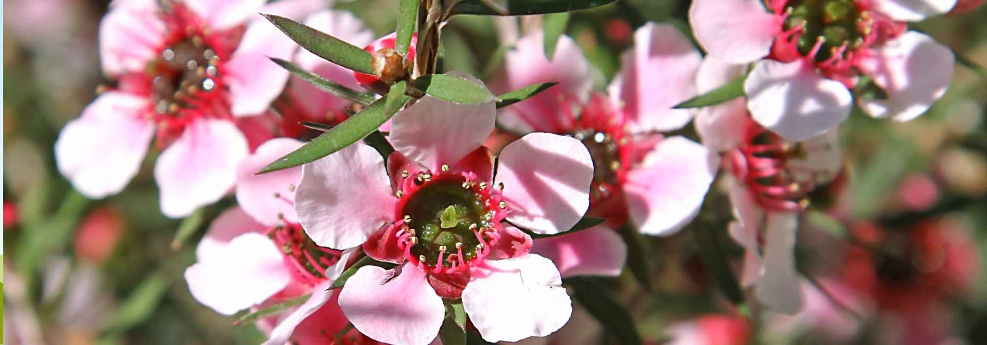 Pairing ideas with Leptospermum