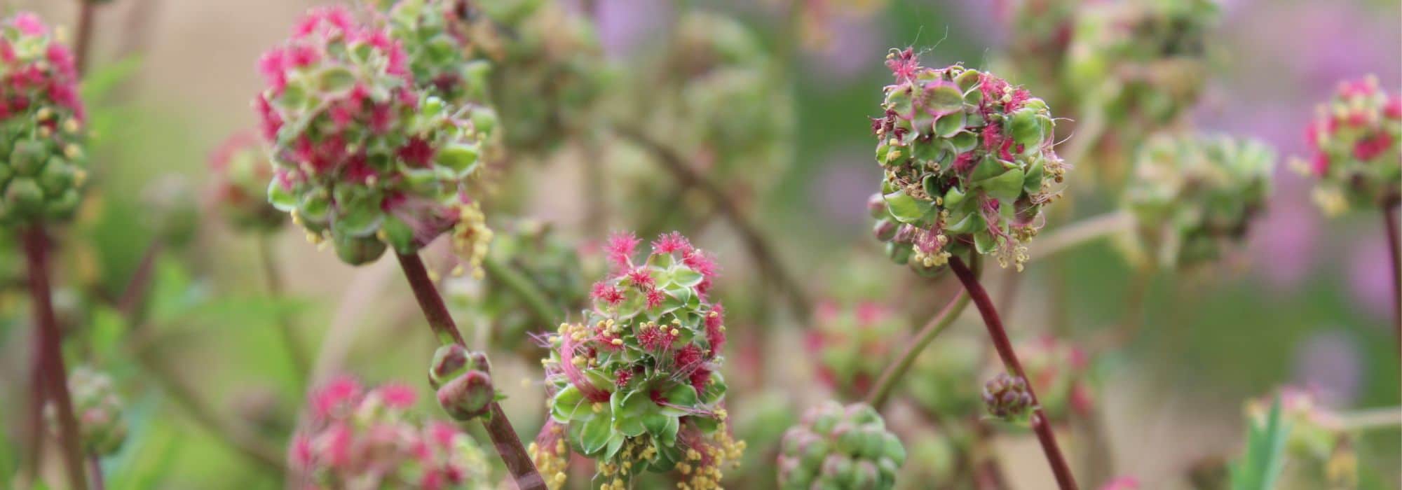 Medicinal plants in a forest garden