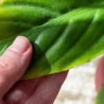 Brown and dry leaves: brown tips on your indoor plants, what to do?