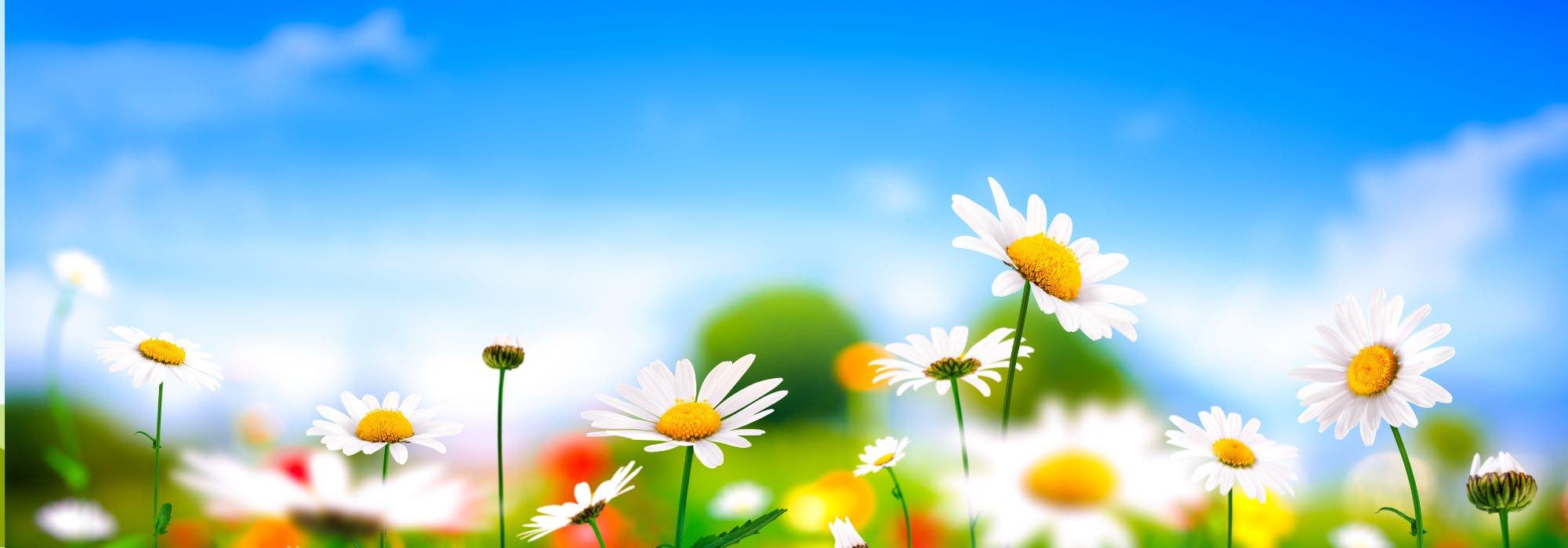 12 medicinal plants to reduce stress