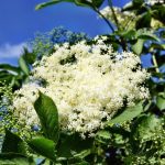 How to make elderflower lemonade?