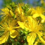 How to propagate St John's wort?