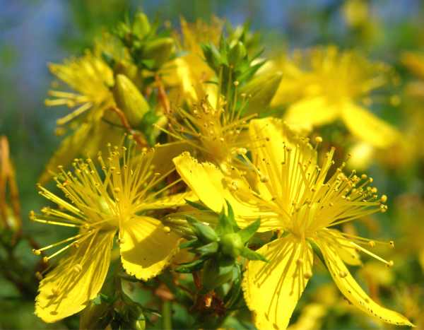 How to propagate St John's wort?