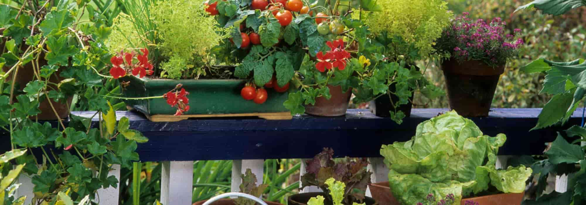 Growing vegetables and fruits in the city: our tips