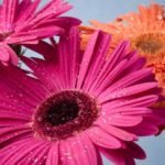 How to protect Gerbera in winter?