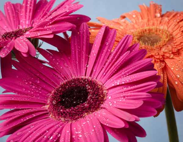 How to protect Gerbera in winter?